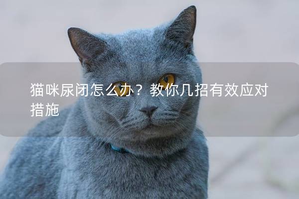 貓咪尿閉怎么辦？教你幾招有效應對措施