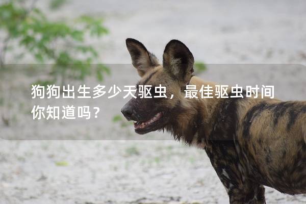 狗狗出生多少天驅蟲，最佳驅蟲時間你知道嗎？