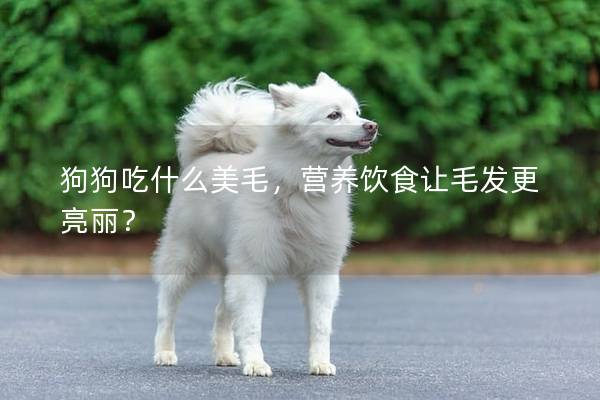 狗狗吃什么美毛,營(yíng)養(yǎng)飲食讓毛發(fā)更亮麗? 狗狗吃什么美毛,營(yíng)養(yǎng)飲食讓毛發(fā)更亮麗?