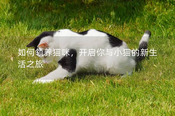 如何領養貓咪，開啟你與小貓的新生活之旅