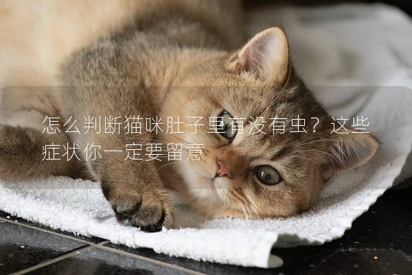 怎么判斷貓咪肚子里有沒有蟲？這些癥狀你一定要留意