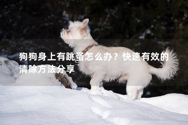 狗狗身上有跳蚤怎么辦？快速有效的清除方法分享