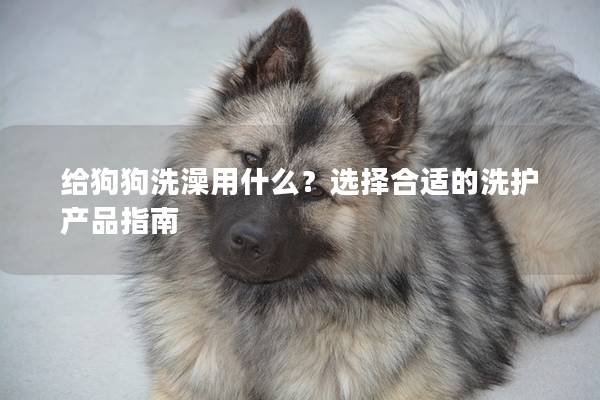 給狗狗洗澡用什么？選擇合適的洗護產(chǎn)品指南
