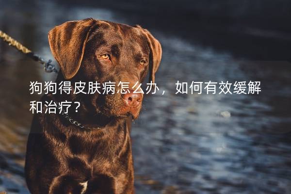 狗狗得皮膚病怎么辦,如何有效緩解和治療? 狗狗得皮膚病怎么辦,如何有效緩解和治療?