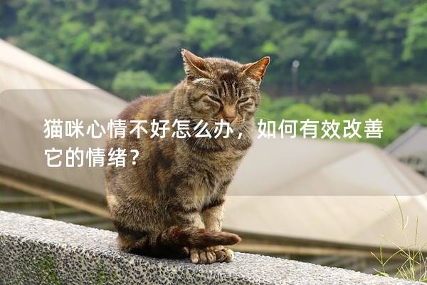 貓咪心情不好怎么辦，如何有效改善它的情緒？