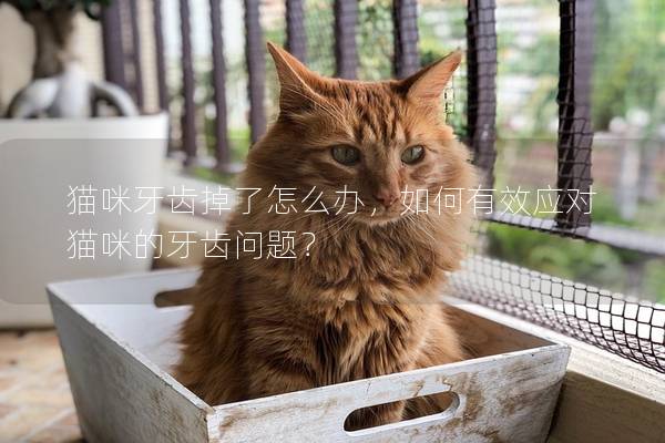 貓咪牙齒掉了怎么辦，如何有效應對貓咪的牙齒問題？