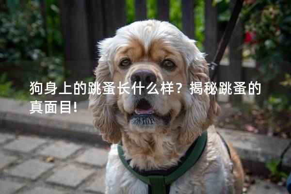 狗身上的跳蚤長(zhǎng)什么樣？揭秘跳蚤的真面目!
