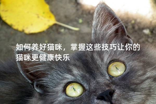 如何養好貓咪，掌握這些技巧讓你的貓咪更健康快樂