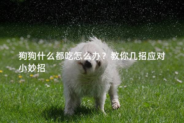 狗狗什么都吃怎么辦？教你幾招應對小妙招