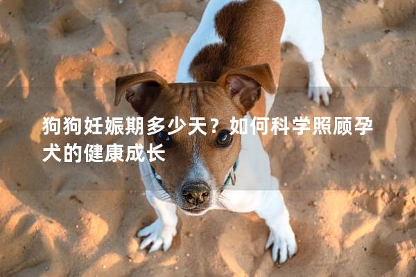 狗狗妊娠期多少天？如何科學照顧孕犬的健康成長