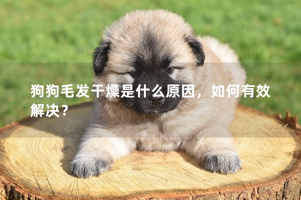 狗狗毛發干燥是什么原因，如何有效解決？