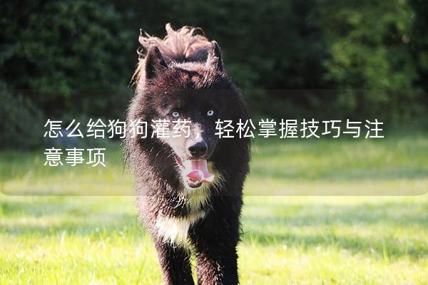 怎么給狗狗灌藥，輕松掌握技巧與注意事項