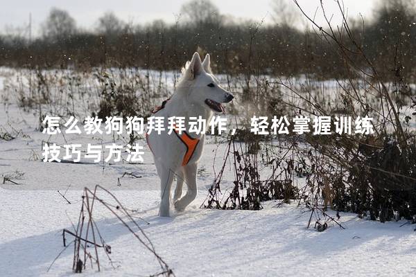 怎么教狗狗拜拜動作，輕松掌握訓練技巧與方法