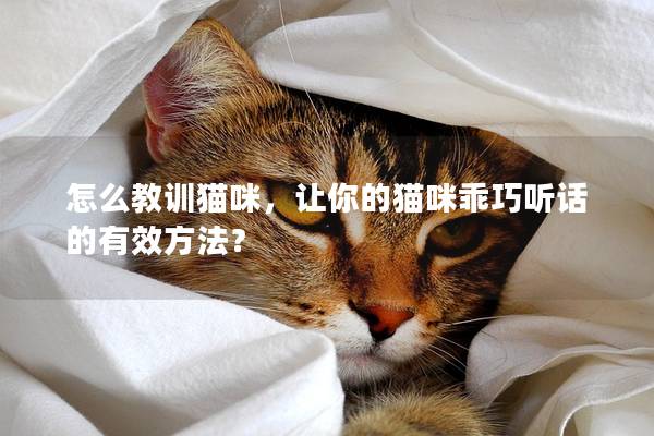 怎么教訓貓咪，讓你的貓咪乖巧聽話的有效方法？