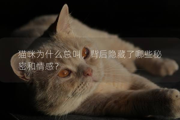 貓咪為什么總叫，背后隱藏了哪些秘密和情感？
