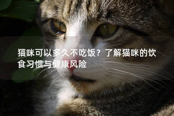 貓咪可以多久不吃飯？了解貓咪的飲食習慣與健康風險