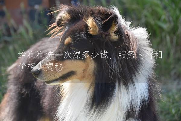 給狗狗洗一次澡多少錢，服務(wù)內(nèi)容和價(jià)格大揭秘