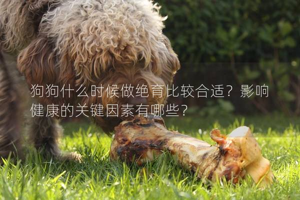 狗狗什么時候做絕育比較合適？影響健康的關鍵因素有哪些？