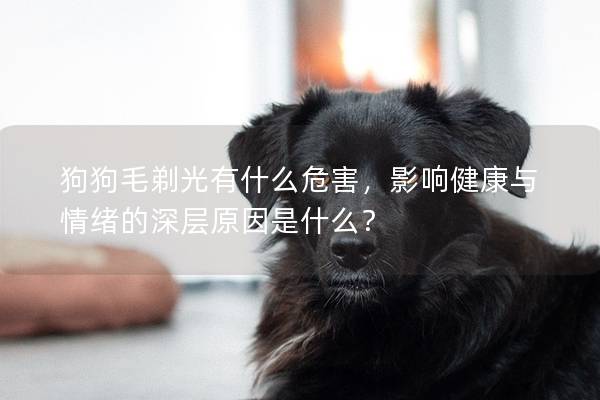 狗狗毛剃光有什么危害，影響健康與情緒的深層原因是什么？