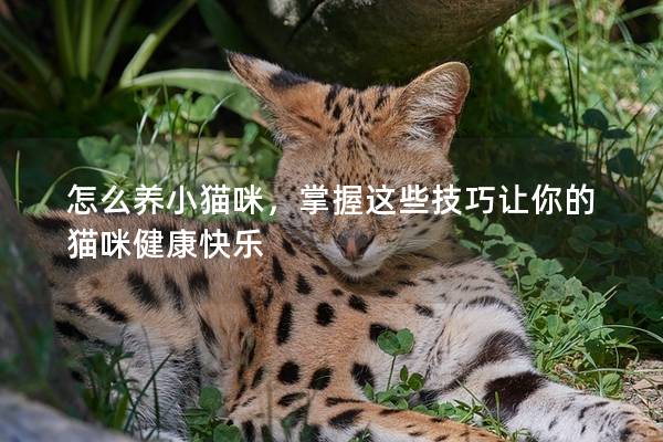 怎么養(yǎng)小貓咪，掌握這些技巧讓你的貓咪健康快樂