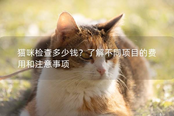 貓咪檢查多少錢？了解不同項目的費用和注意事項