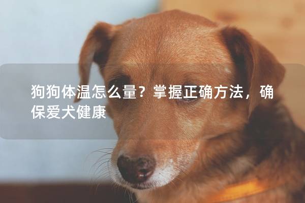 狗狗體溫怎么量？掌握正確方法，確保愛(ài)犬健康