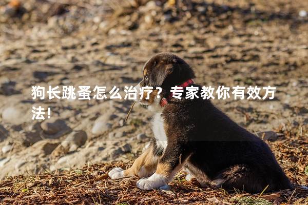 狗長跳蚤怎么治療？專家教你有效方法!