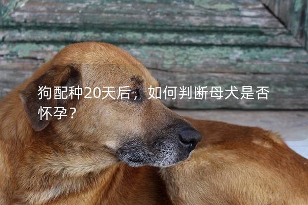 狗配種20天后，如何判斷母犬是否懷孕？