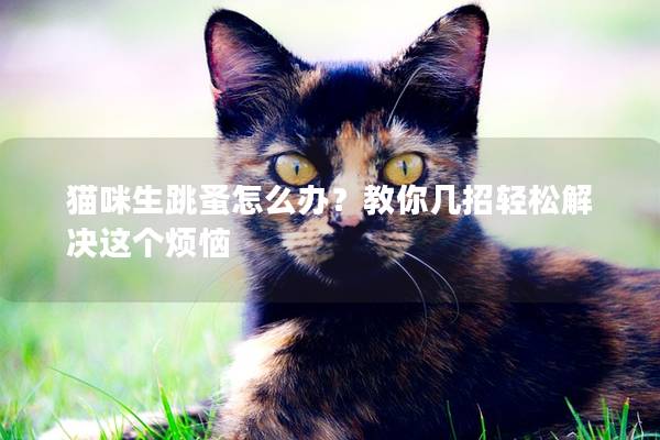貓咪生跳蚤怎么辦？教你幾招輕松解決這個煩惱