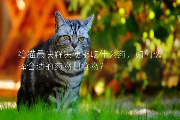 給貓最快解決便秘吃什么藥，如何選擇合適的藥物和食物？