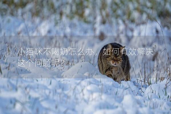 小貓咪不喝奶怎么辦，如何有效解決這個問題呢？