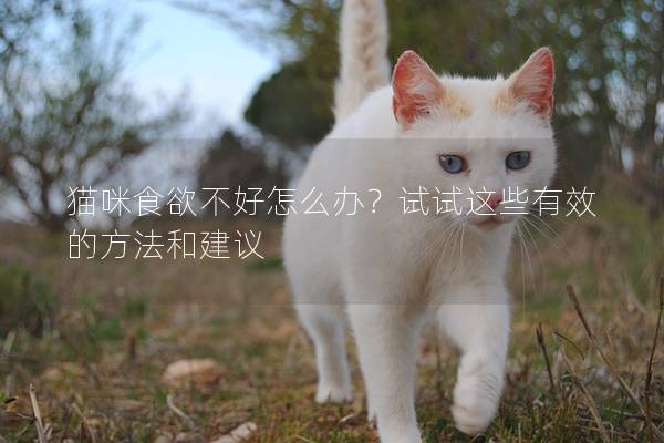 貓咪食欲不好怎么辦？試試這些有效的方法和建議