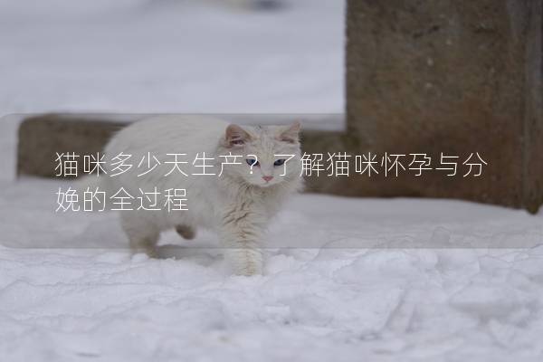 貓咪多少天生產？了解貓咪懷孕與分娩的全過程