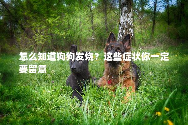 怎么知道狗狗發(fā)燒？這些癥狀你一定要留意