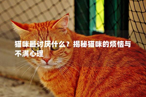 貓咪最討厭什么？揭秘貓咪的煩惱與不滿(mǎn)心理