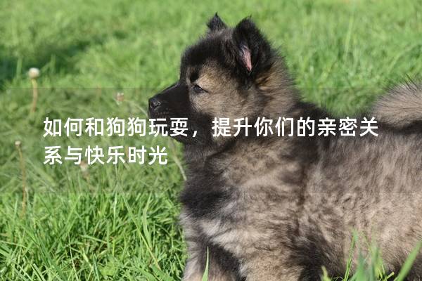 如何和狗狗玩耍，提升你們的親密關系與快樂時光