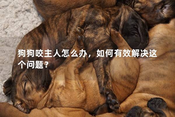 狗狗咬主人怎么辦，如何有效解決這個(gè)問(wèn)題？