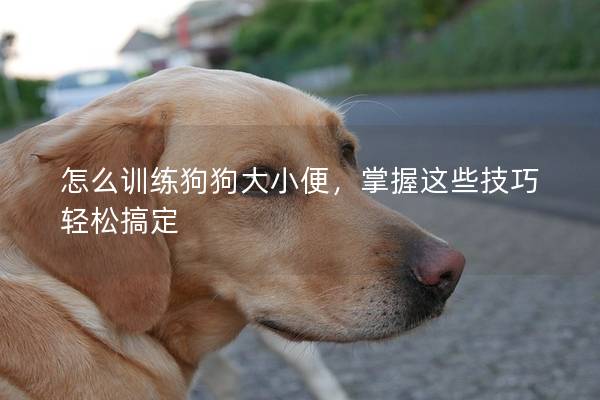 怎么訓練狗狗大小便，掌握這些技巧輕松搞定