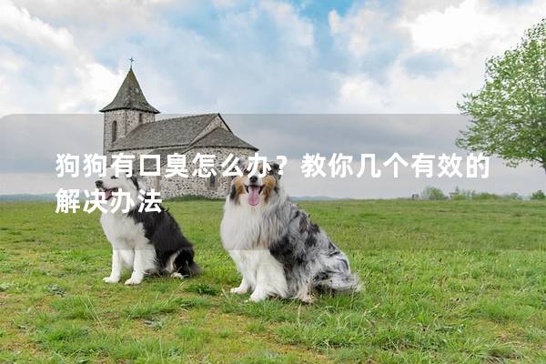 狗狗有口臭怎么辦？教你幾個有效的解決辦法