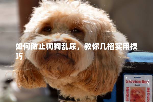 如何防止狗狗亂尿，教你幾招實(shí)用技巧