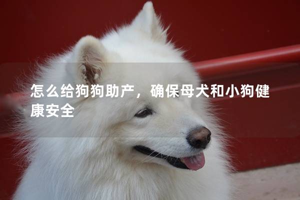 怎么給狗狗助產(chǎn)，確保母犬和小狗健康安全