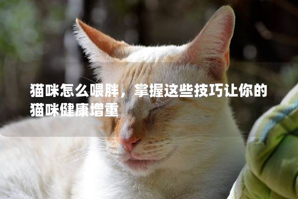 貓咪怎么喂胖，掌握這些技巧讓你的貓咪健康增重