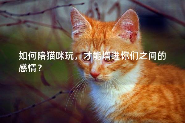如何陪貓咪玩，才能增進你們之間的感情？