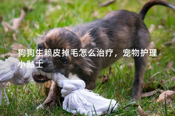 狗狗生賴皮掉毛怎么治療，寵物護理小貼士