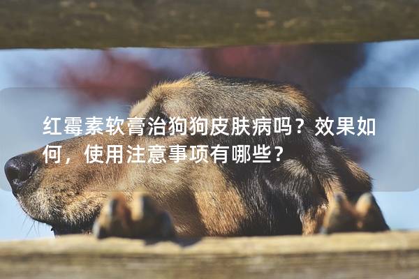 紅霉素軟膏治狗狗皮膚病嗎？效果如何，使用注意事項有哪些？