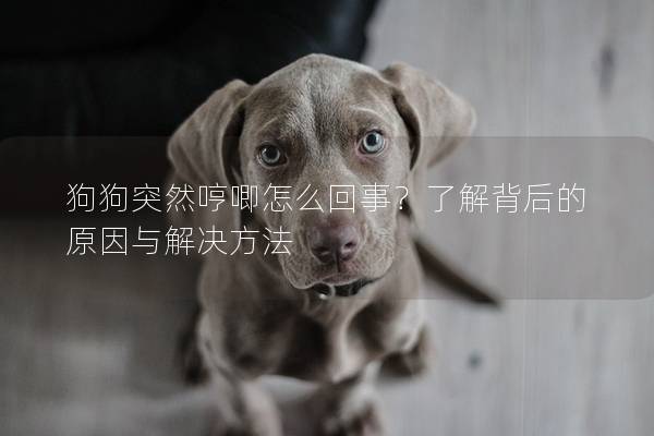 狗狗突然哼唧怎么回事？了解背后的原因與解決方法