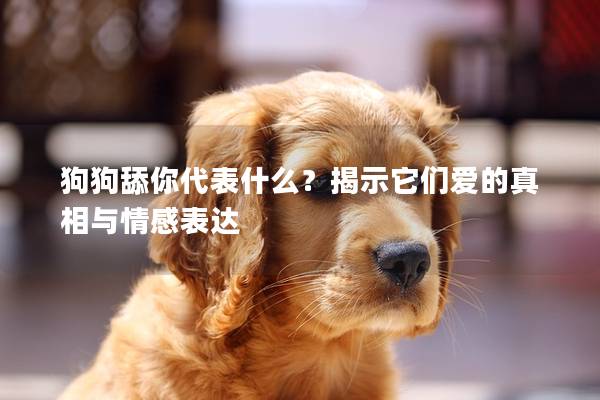 狗狗舔你代表什么？揭示它們愛的真相與情感表達(dá)