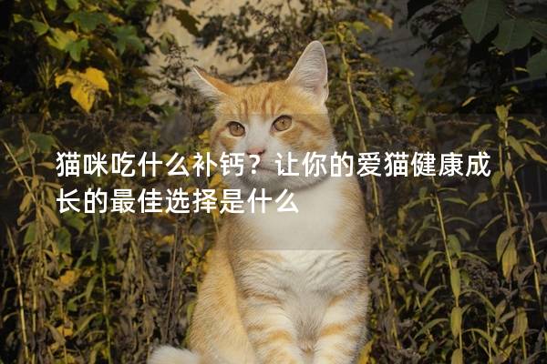 貓咪吃什么補鈣？讓你的愛貓健康成長的最佳選擇是什么
