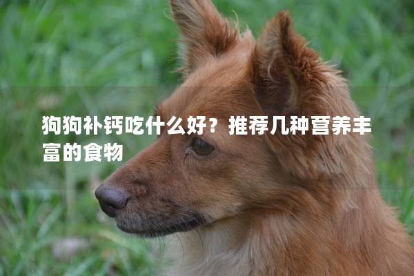 狗狗補鈣吃什么好？推薦幾種營養豐富的食物