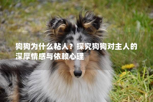 狗狗為什么粘人？探究狗狗對主人的深厚情感與依賴心理